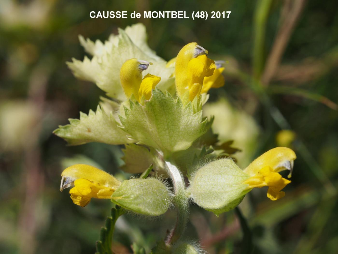 Yellow Rattle, European flower